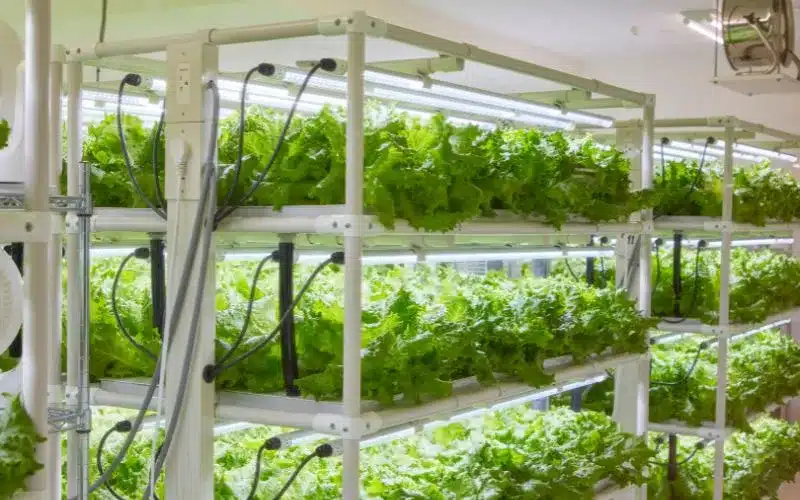 Herb Hydroponics